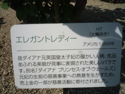 プリンセスたちの薔薇