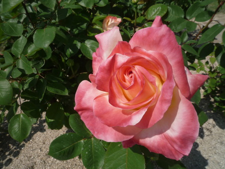 プリンセスたちの薔薇