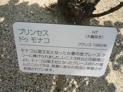 プリンセスたちの薔薇