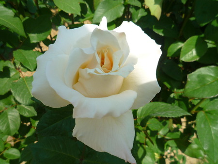 プリンセスたちの薔薇