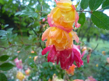 Rain Day’s