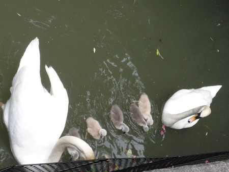 愛らしい白鳥のヒナたち