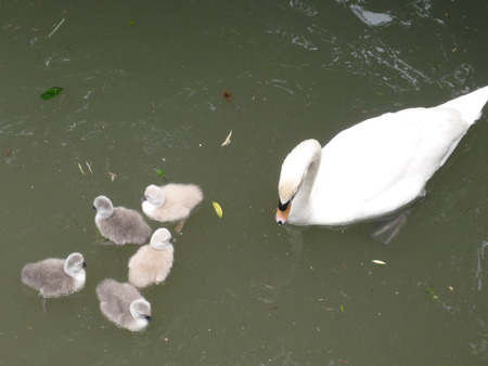 愛らしい白鳥のヒナたち