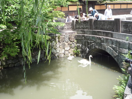 愛らしい白鳥のヒナたち