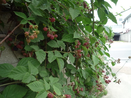 今日は、大安吉日なので・・・