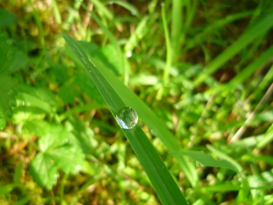 雨の忘れもの
