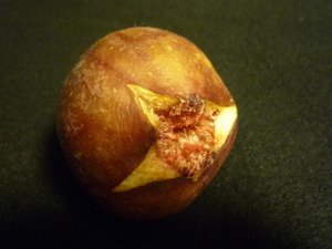 無花果を食べて・・・母を想う。