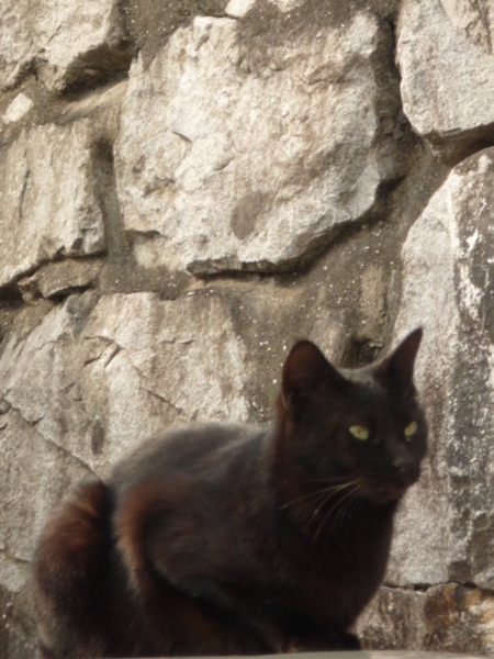 猫さまの春