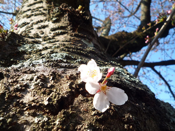 桜とベンチとワタシ