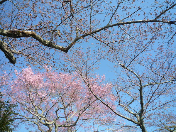 桜とベンチとワタシ