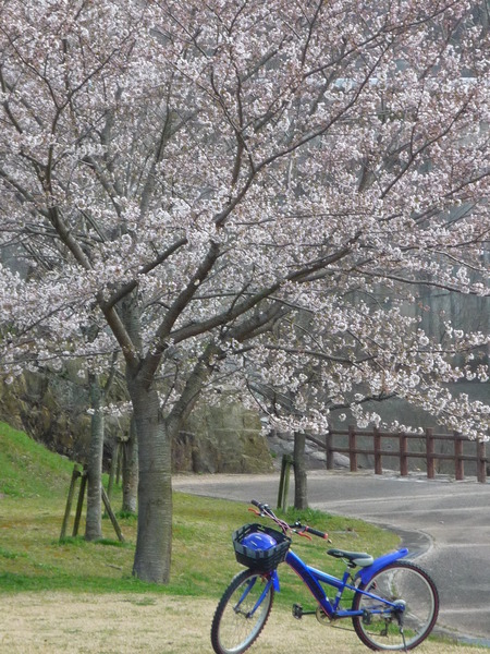 桜とベンチとワタシ