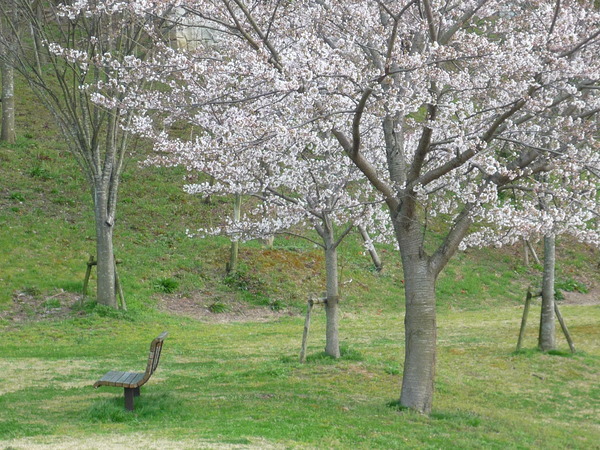 桜とベンチとワタシ