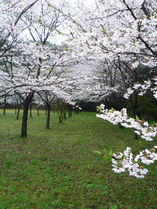 ひそやかに咲く桜