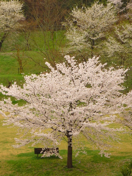 ひそやかに咲く桜