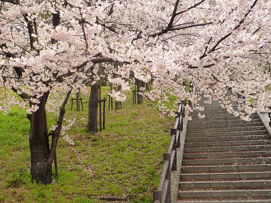ひそやかに咲く桜