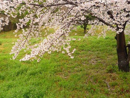 ひそやかに咲く桜