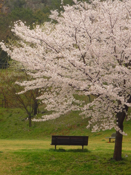 ひそやかに咲く桜