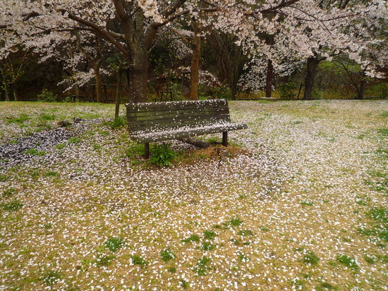 今日も桜日・・・