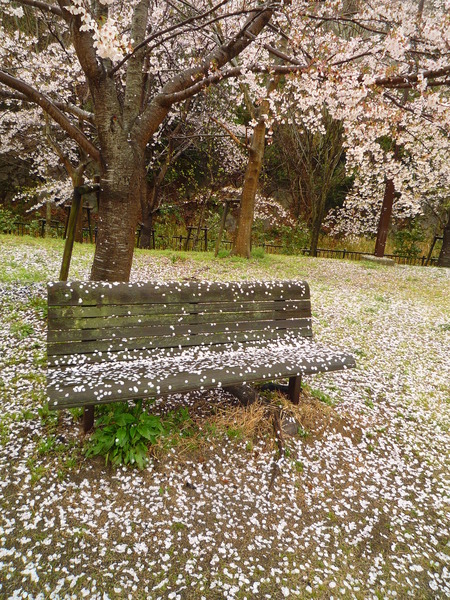 今日も桜日・・・