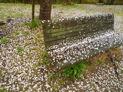 今日も桜日・・・