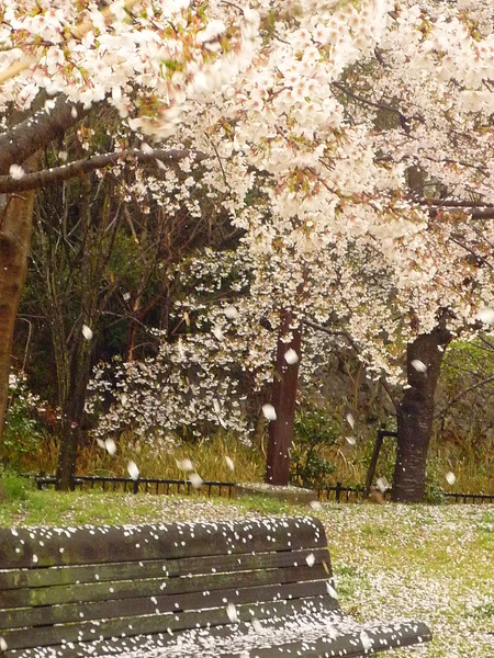 今日も桜日・・・