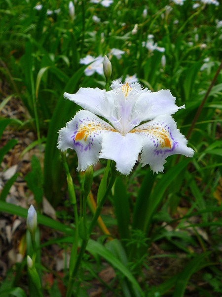 シャガの花