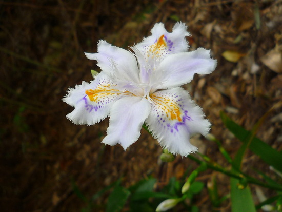 シャガの花