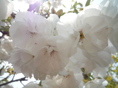 我が家の桜の運命