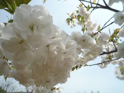 我が家の桜の運命
