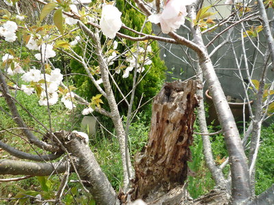 我が家の桜の運命