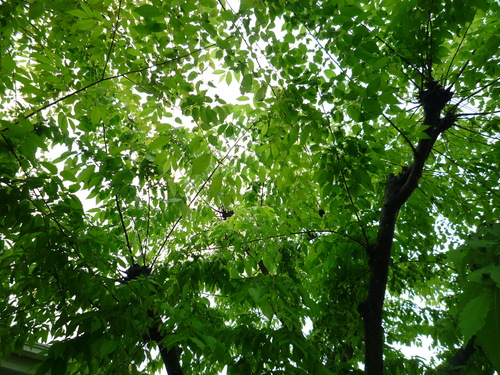 我が家ウォッチング