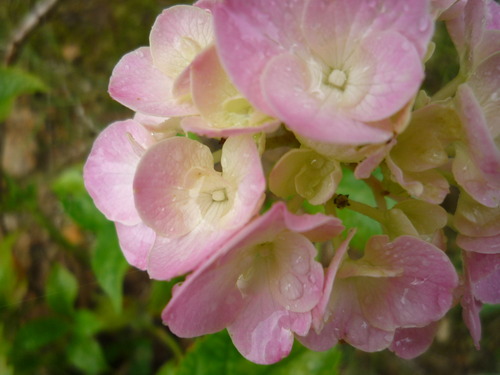 紫陽花と先生