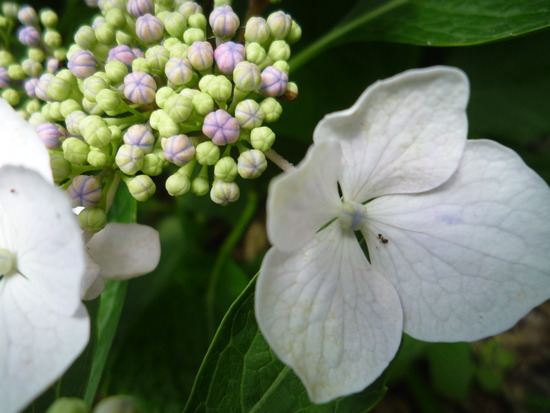 紫陽花と先生