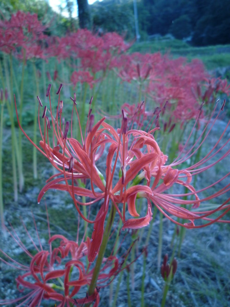 庭にタブーの花？