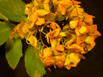おしゃべりと紫陽花
