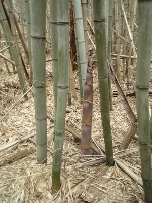 破竹が大好き