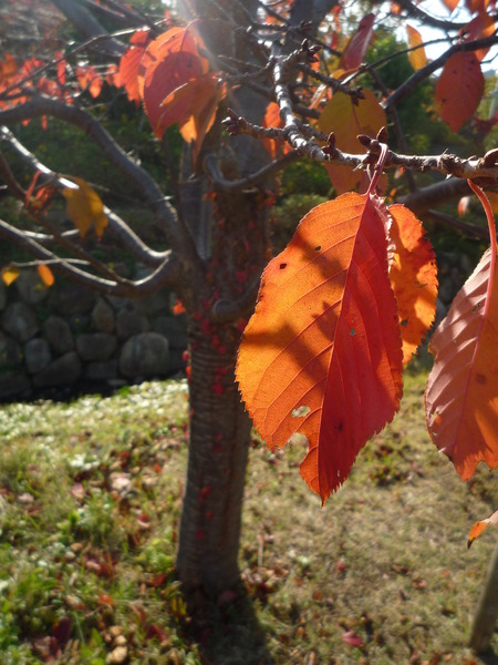 桜の葉っぱ