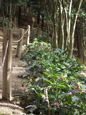 この花泥棒は、許せない!