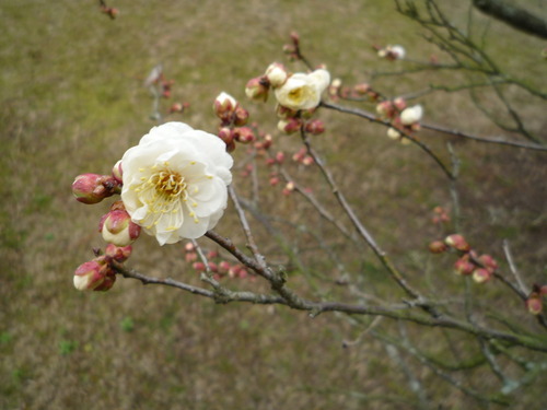 ぼーっと