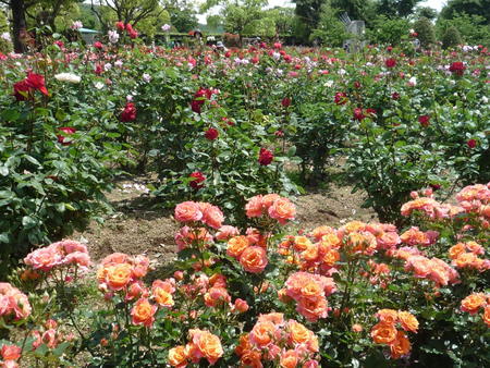 再び・・・薔薇園へ