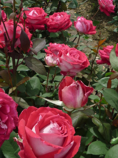 再び・・・薔薇園へ