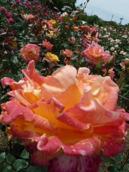 再び・・・薔薇園へ