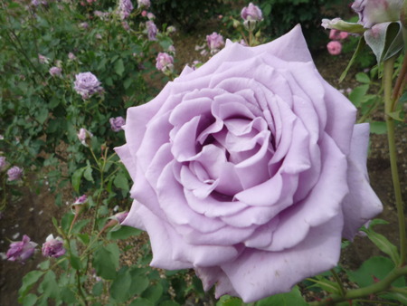 再び・・・薔薇園へ