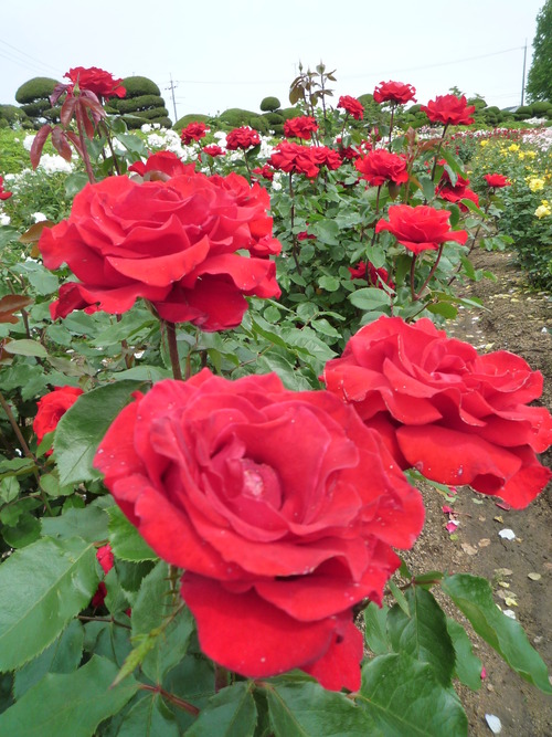 再び・・・薔薇園へ