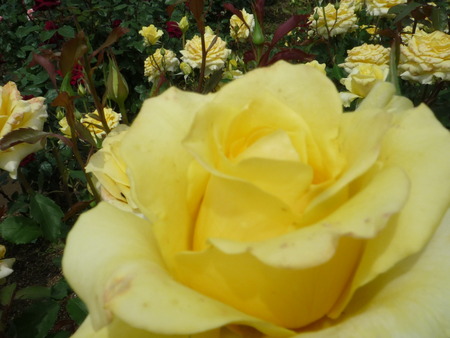 再び・・・薔薇園へ