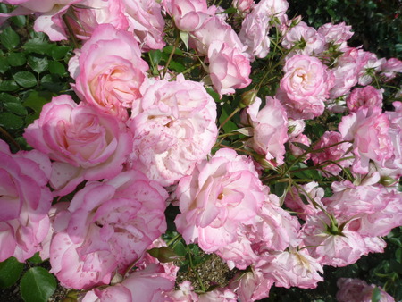 再び・・・薔薇園へ