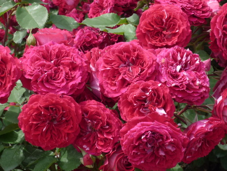 再び・・・薔薇園へ