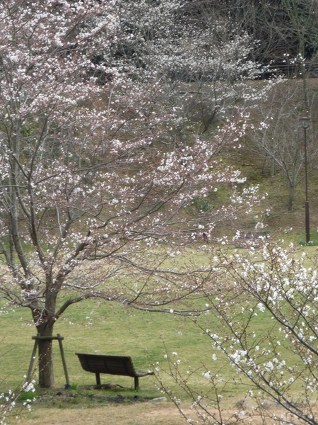 ワタシの素適な桜時間