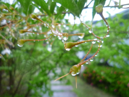 Rain Day’s