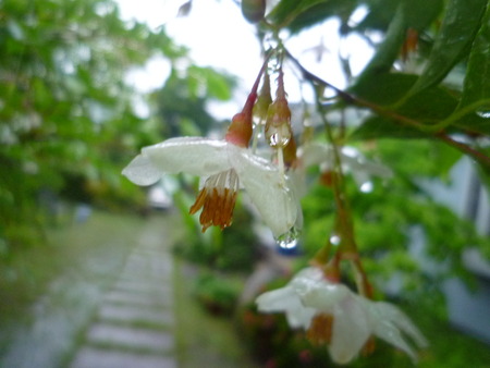 Rain Day’s